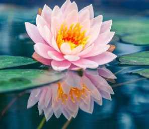 Лотос - натуральный компонент